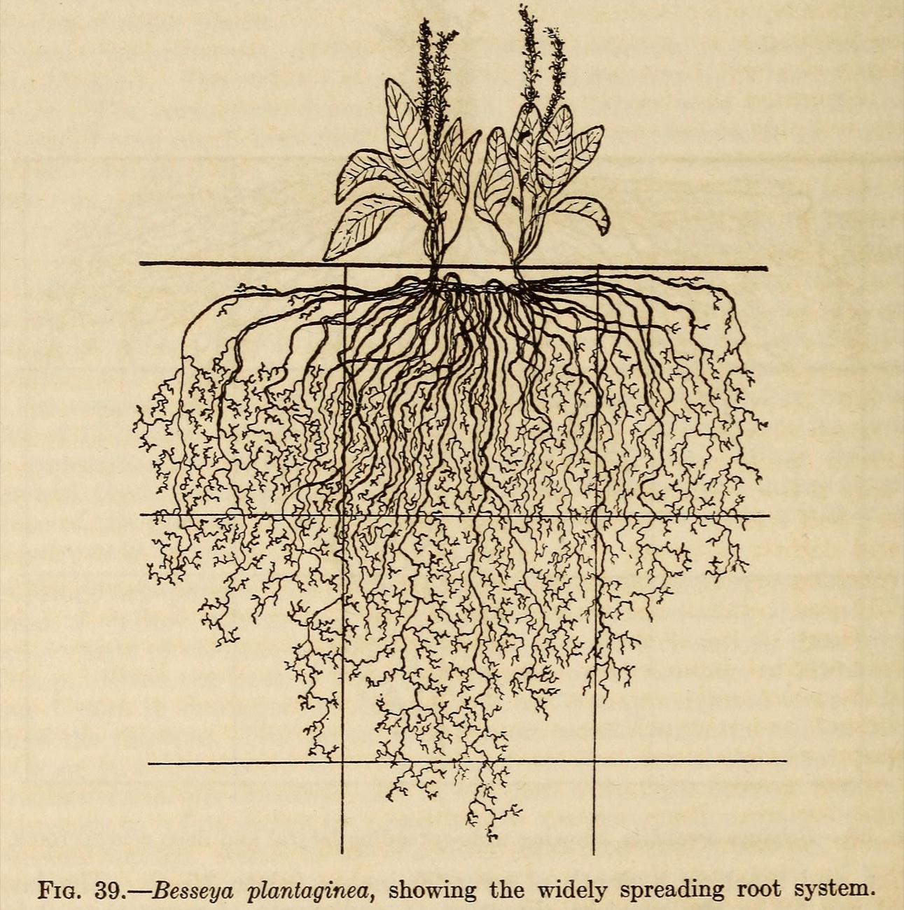 Fig. 39, Besseya plantaginea, showing the widely spreading root system: two plants whose roots merge into one network (J. E. Weaver, 1919)